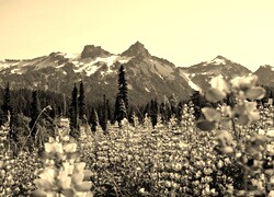 Szary + Sepia