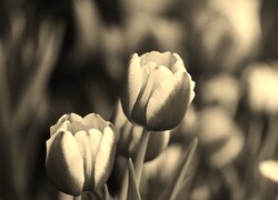 Szary + Sepia