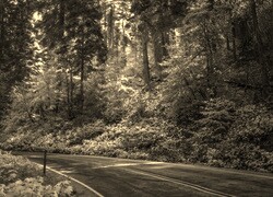 Szary + Sepia