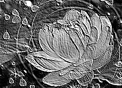Skamielina