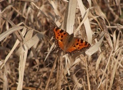 Oryginalny obrazek