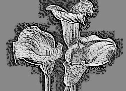 Skamielina