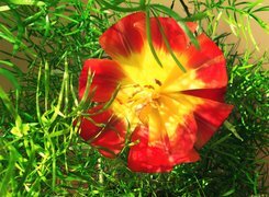 Oryginalny obrazek
