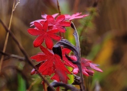 Oryginalny obrazek