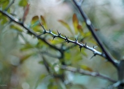 Oryginalny obrazek