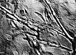 Skamielina