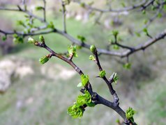 Oryginalny obrazek