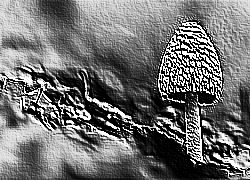 Skamielina