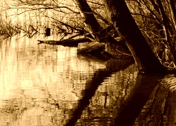 Sepia