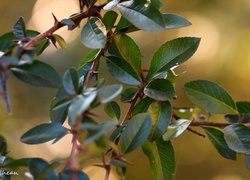 Oryginalny obrazek