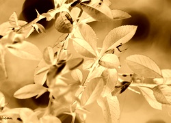 Sepia + Negatyw