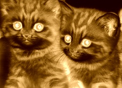 Sepia + Negatyw