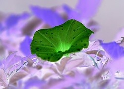 Negatyw