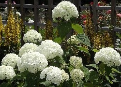 Oryginalny obrazek