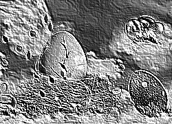 Skamielina