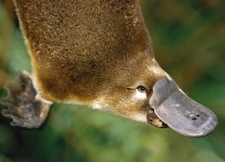 Oryginalny obrazek