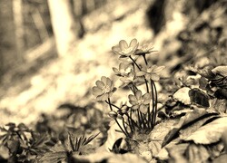 Szary + Sepia