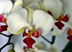 Oryginalny obrazek