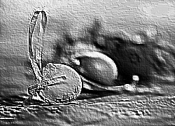 Skamielina