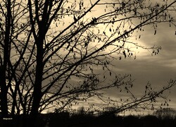 Szary + Sepia