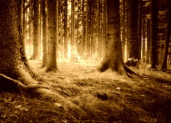 Sepia