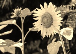 Szary + Sepia