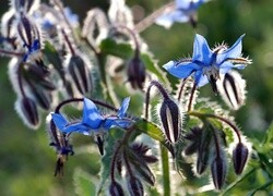 Oryginalny obrazek