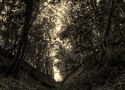 Sepia