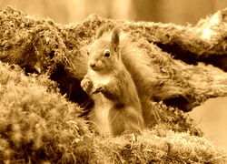 Sepia