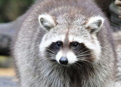 Oryginalny obrazek