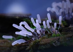 Oryginalny obrazek