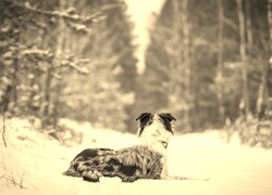 Szary + Sepia