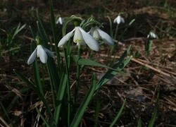 Oryginalny obrazek