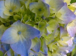 Oryginalny obrazek