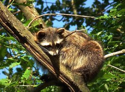 Oryginalny obrazek