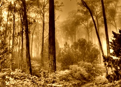 Sepia