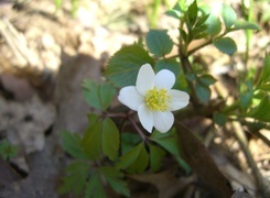 Oryginalny obrazek
