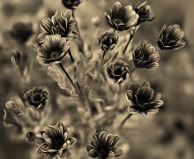 Szary + Sepia