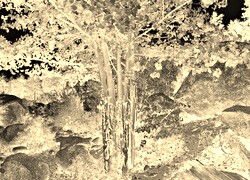 Sepia + Negatyw