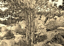 Szary + Sepia
