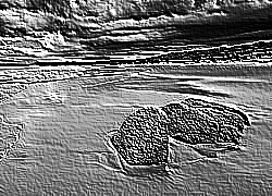 Skamielina