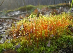 Oryginalny obrazek
