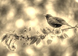 Szary + Sepia