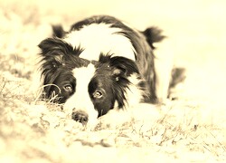 Sepia