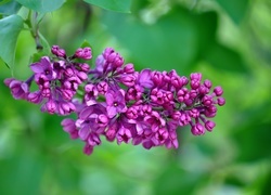 Oryginalny obrazek