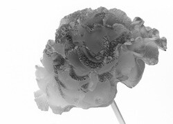 Szary + Negatyw