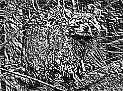 Skamielina