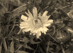 Szary + Sepia