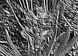 Skamielina