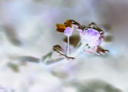 Negatyw